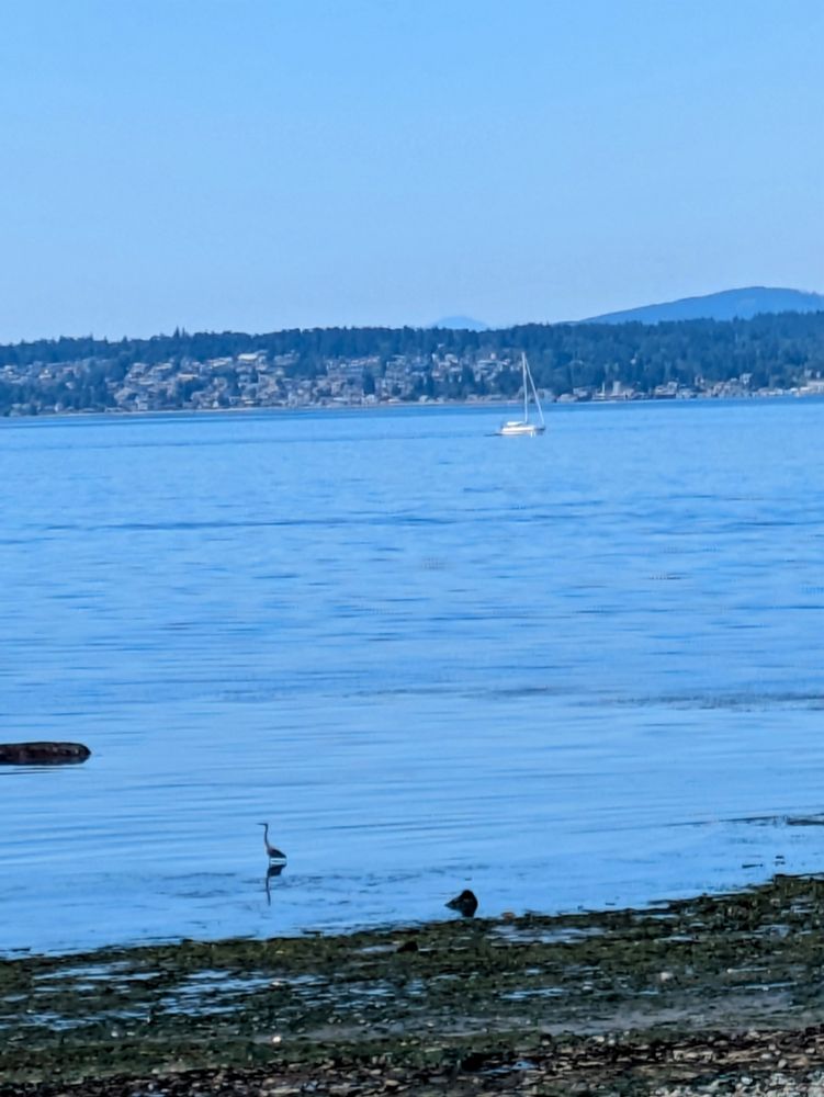 A blue heron fishes along the beach of a blue ocean sound with a sail boat and island in the distance. 