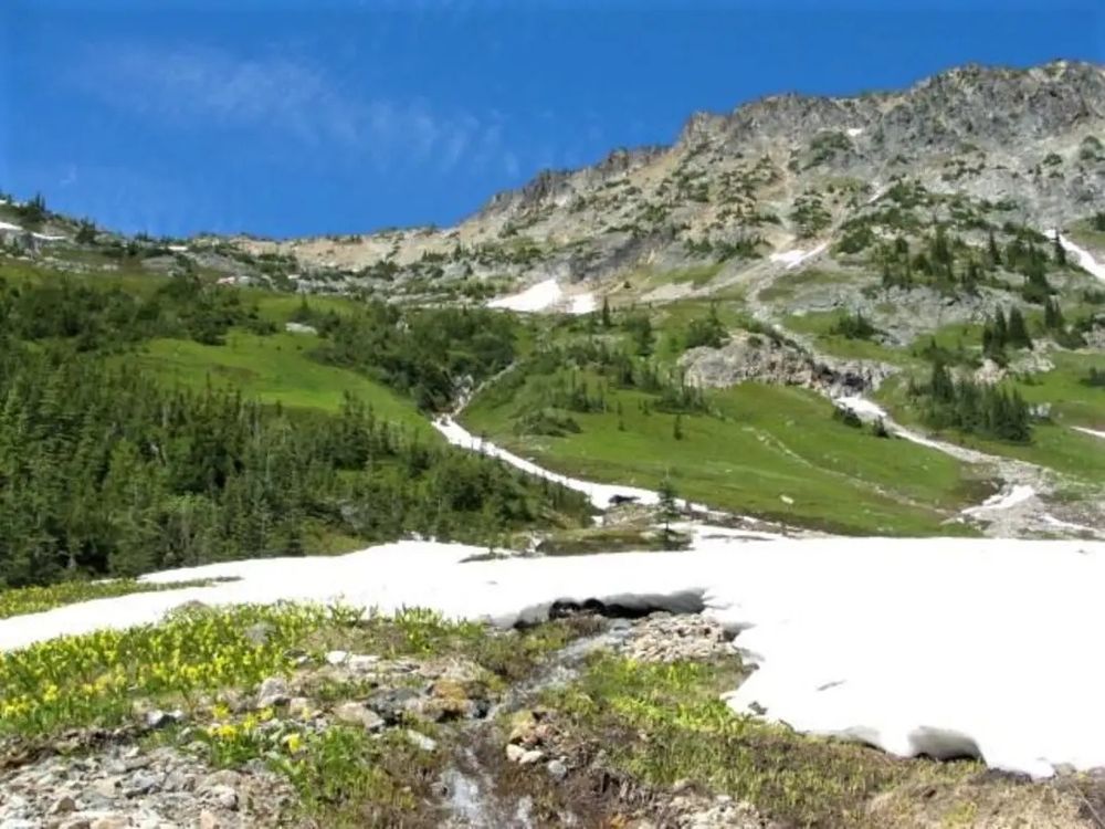 Azure blue sky lies above an alpine basin. An emphemeral stream from a snow patch on a jagged rocky slope runs through jade green vegetation covered slopes and patches of subalpine fir into another snow field surrounded by yellow glacier lilies (avalanche lilies or Erythronium grandiflorum).
