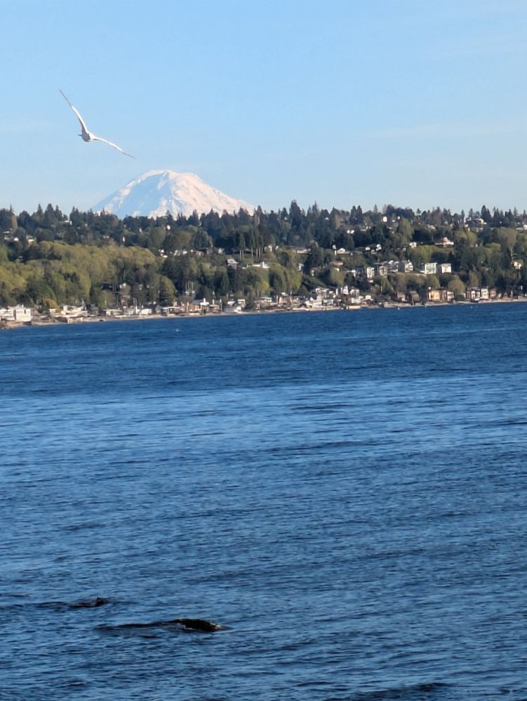 A gull swoops over Puget Sound as the snow capped Mt. Rainier peaks over West Seattle. 