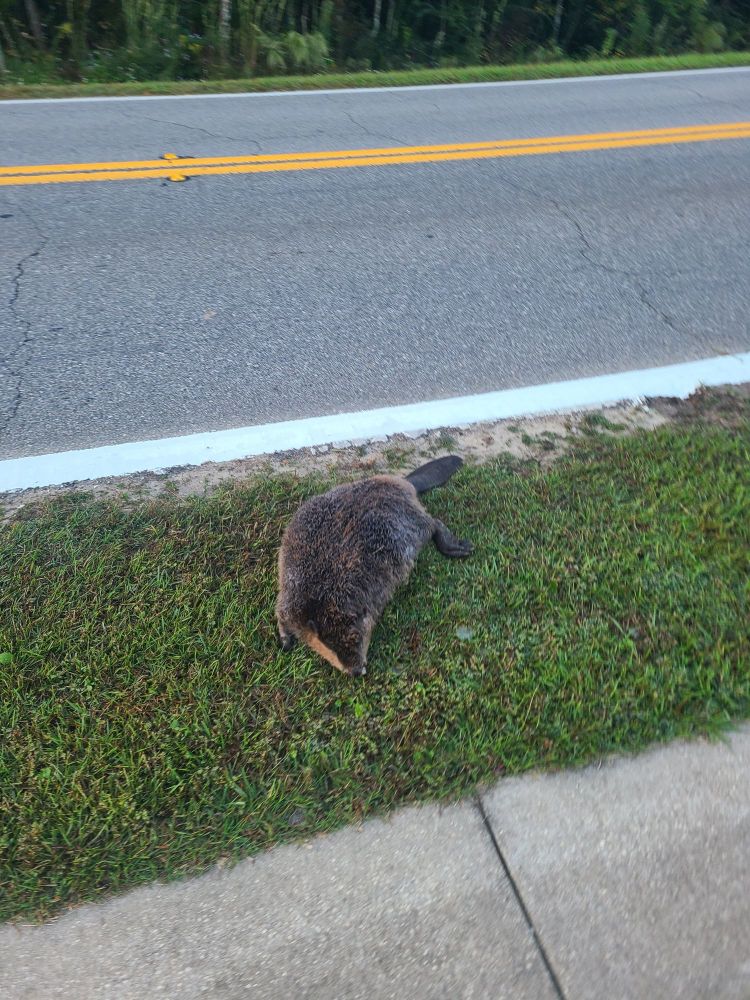 Road beaver beastie