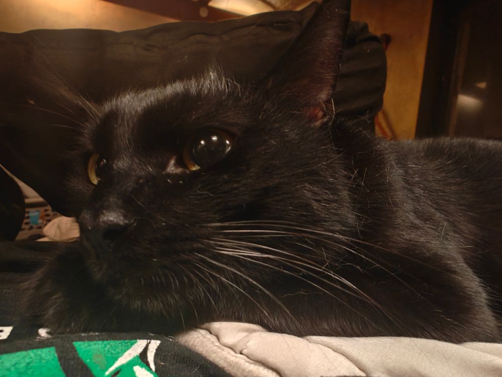 Closeup of Slavik, a shorthaired black cat with big yellow eyes