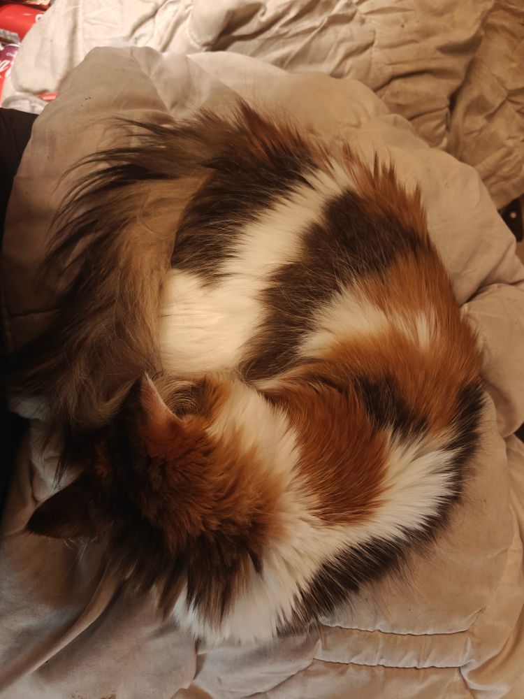 Pixel, a long-haired tabbico cat, is curled up round with her tail up over her nose 