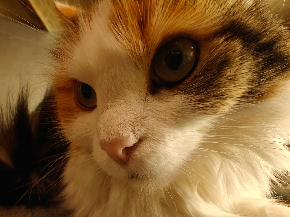 Extreme closeup of Pixel, a long haired tabbico cat, perched on yr narrator's chest