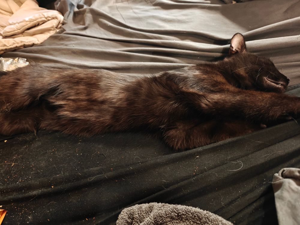 Slavik, a year-old rusty black cat, stretches out on a bed whose sheets are covered in crumbs