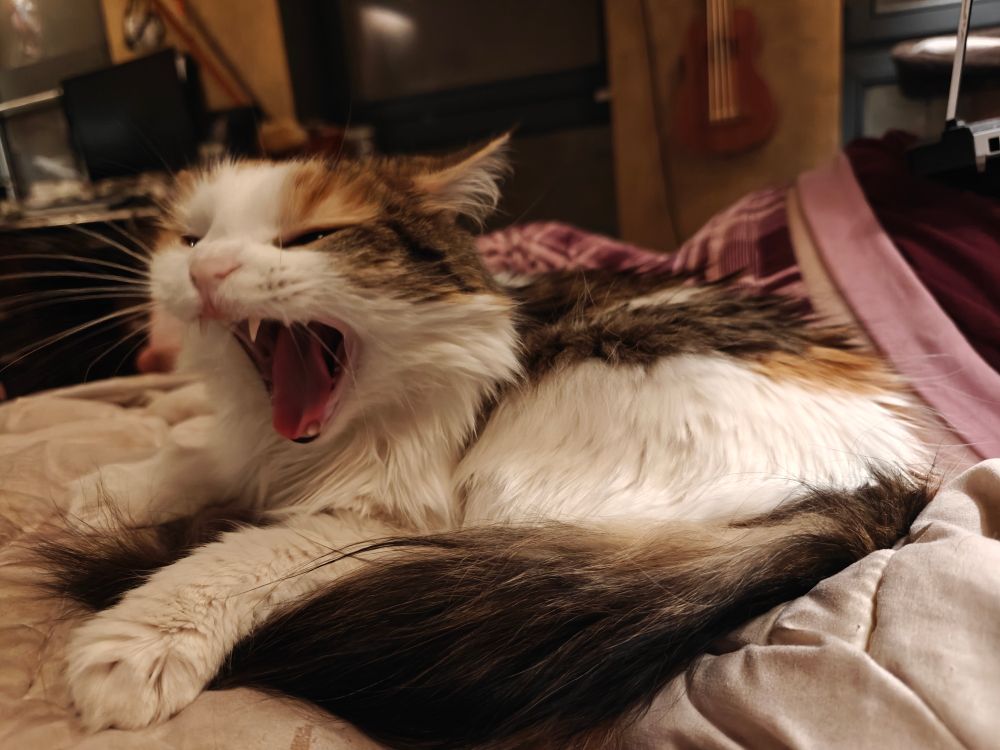 A two year old long haired tabbico cat, photographed in three-quarter profile in the midst of a yawn.
