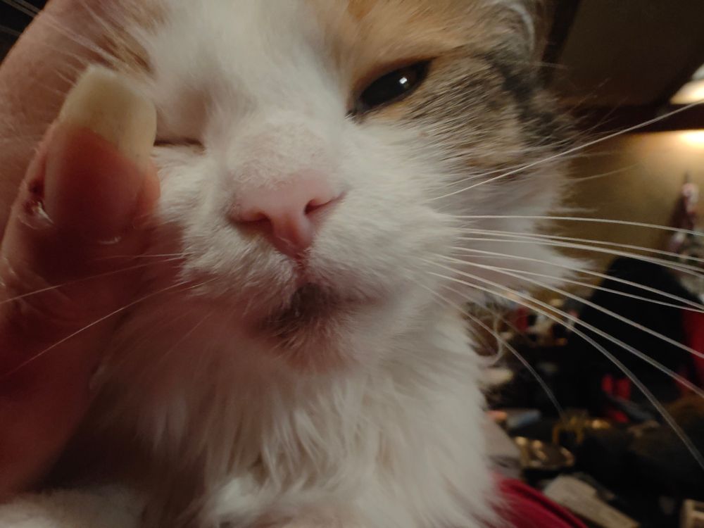 Closeup of Pixel, a 2yo long-haired tabbico, perched on yr narrator's chest and vigorously headbutting my left hand. Her left eye is half closed and her right eye is closed because of how hard she's pressing against my hand.