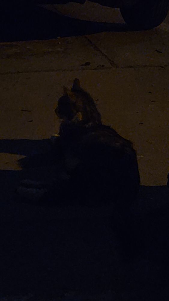 Tallulah the new stray kitty i plan on scoopin 