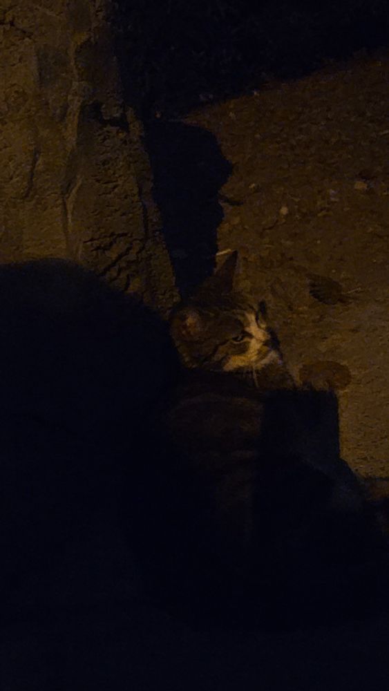 I'll try to get a pic of her face more i just don't want to frighten her with flash in her face or anything I want her as comfortable as possible but tomorrow is day 4 of visiting Tallulah ☺️