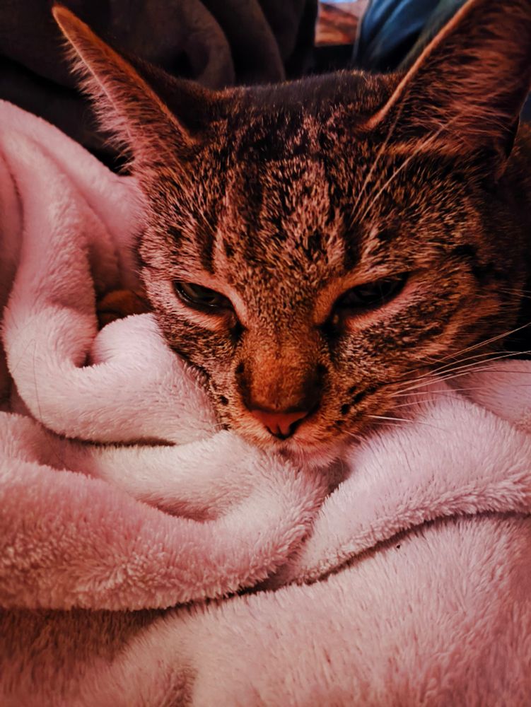 Ein Kater, kurz vor dem einschlafen, mit dem Kopf auf einer weißen Decke.