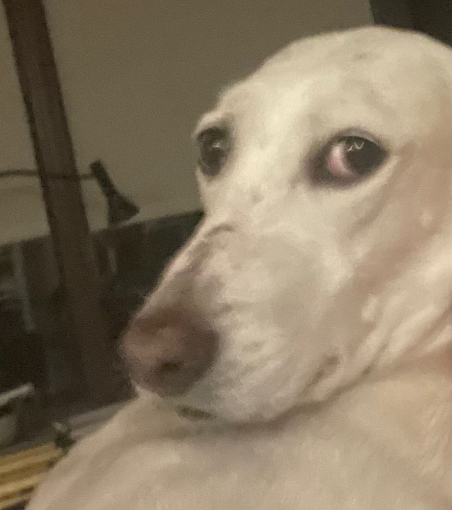 A white dog, giving the camera a lot of side eye.