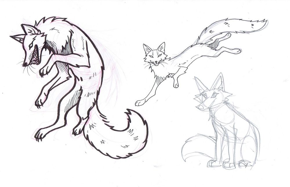 Three sketches of feral foxes. 
