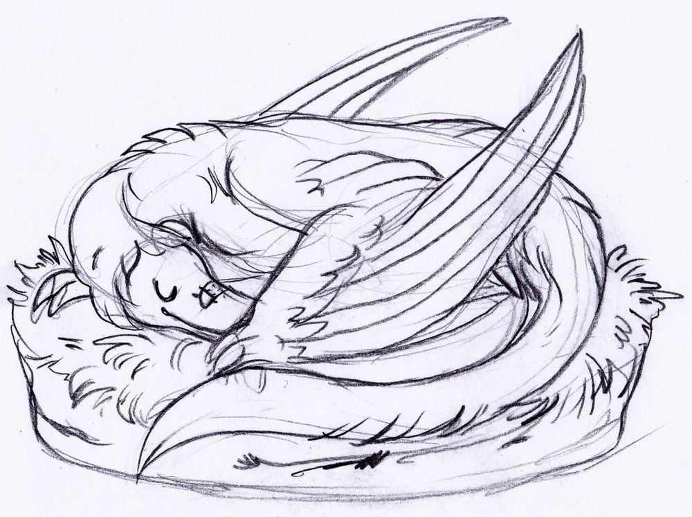 A sketch of a curled up raptor.