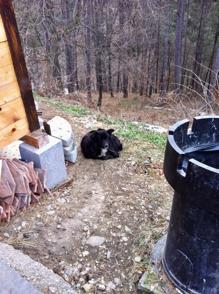 Another black bear (dog) with a white chest lying by a building on a path leading to a pine forest. 