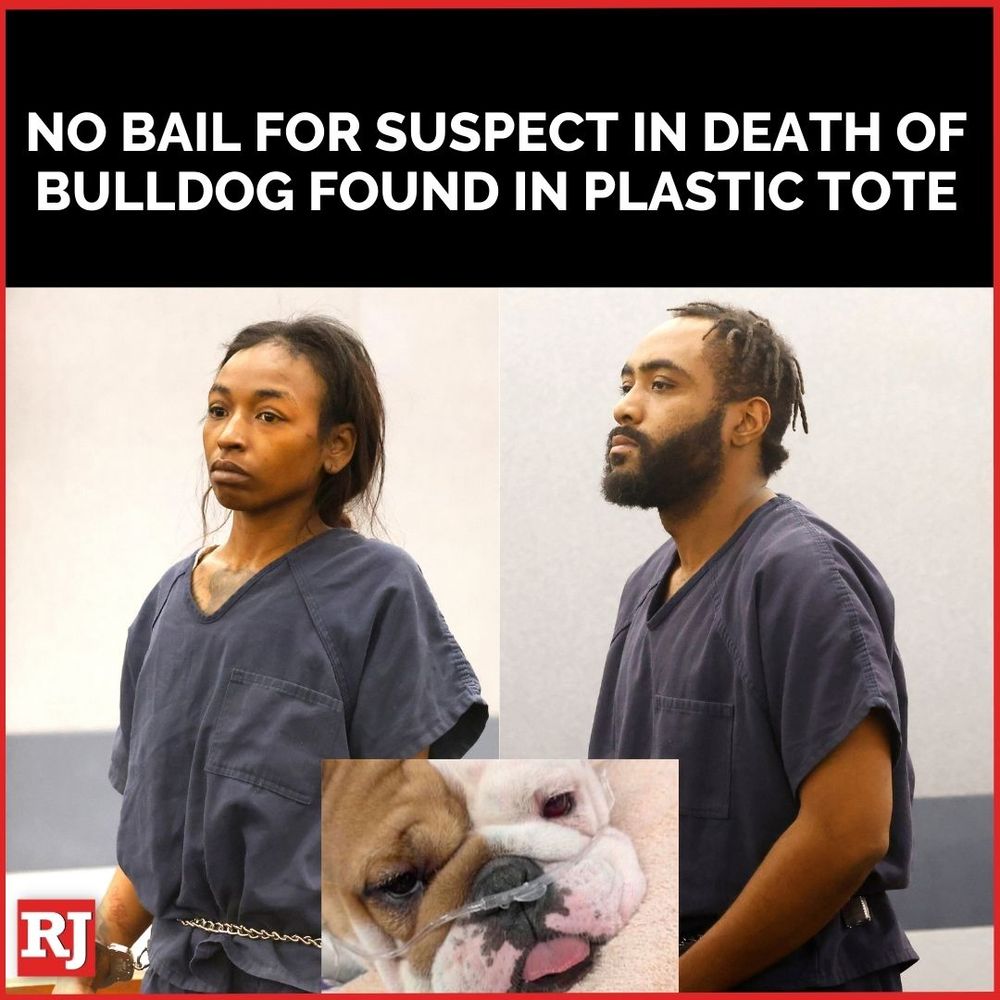 Graphic that says "No bail for suspect in death of bulldog found in plastic tote."