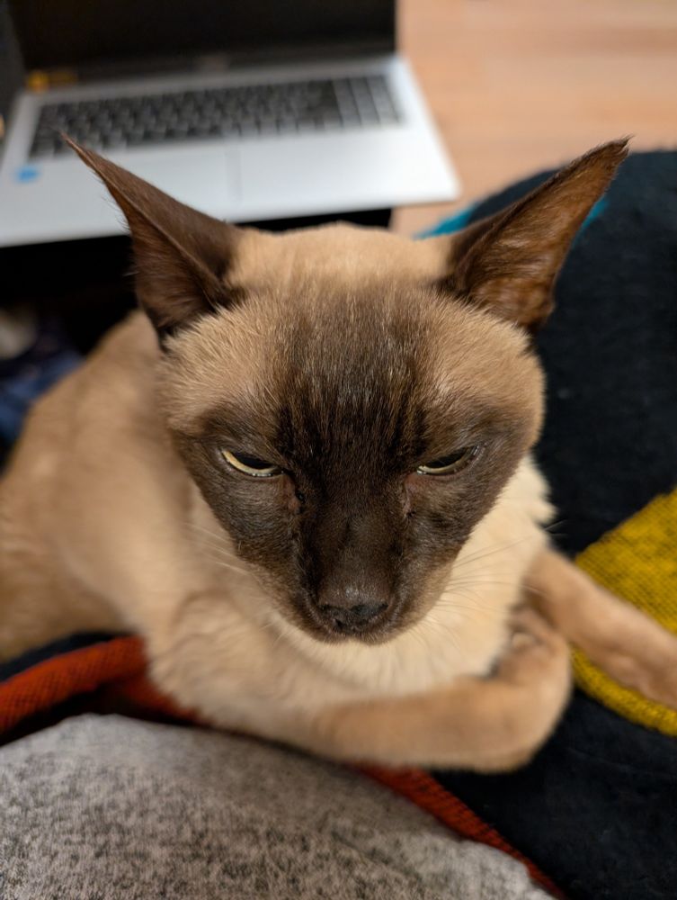A Siamese cat staring at the camera and judging you.