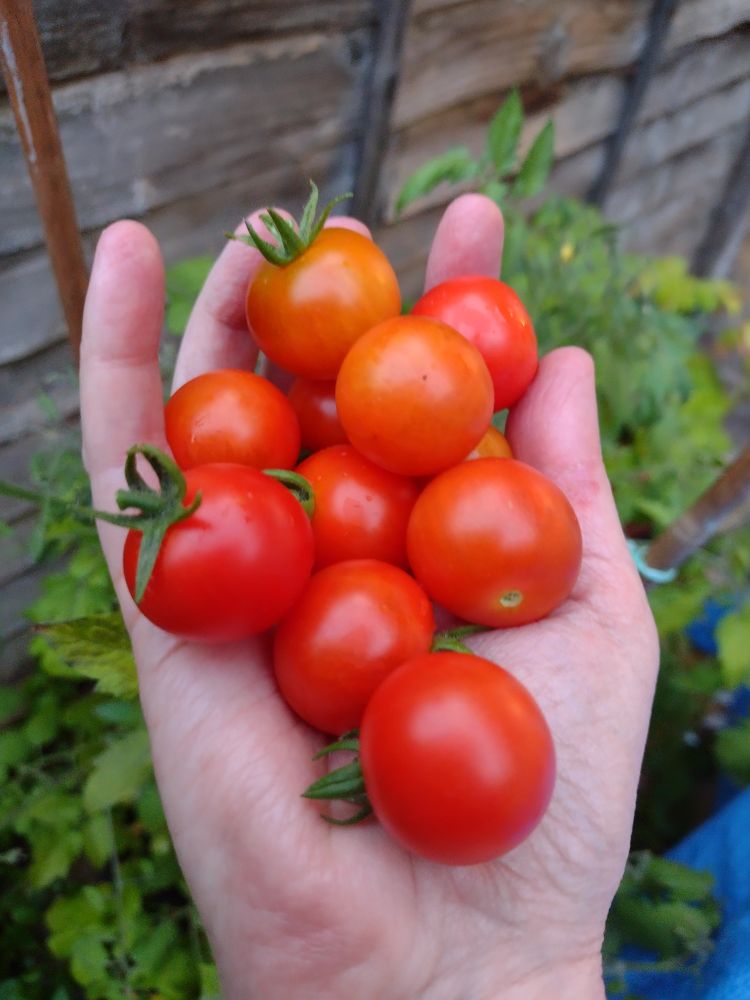 My right hand holding about 10 cherry tomatoes in my palm. Behind that, the green tomato plants and a wooden fence. 