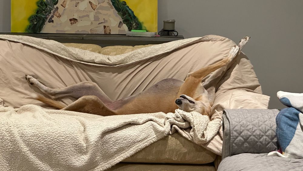 A red fawn lurcher lying on her back fully stretched out ‘roaching’ monopolising a whole sofa