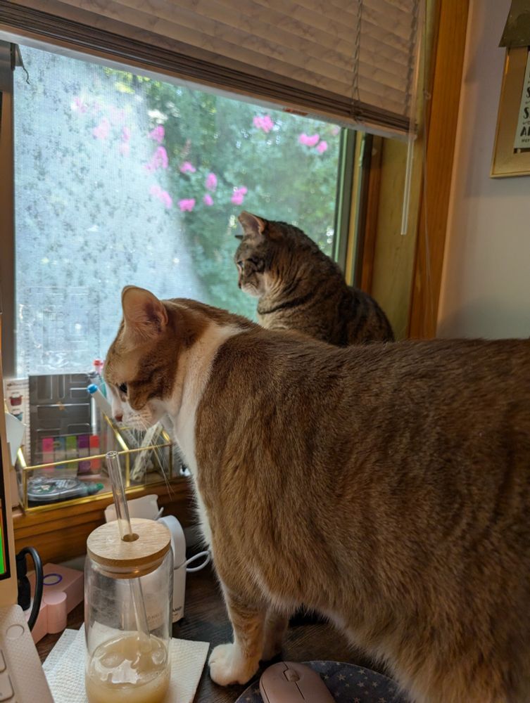 One orange tabby and one brown tabby look out a window while standing on a desk. A cup of iced coffee is in the foreground.