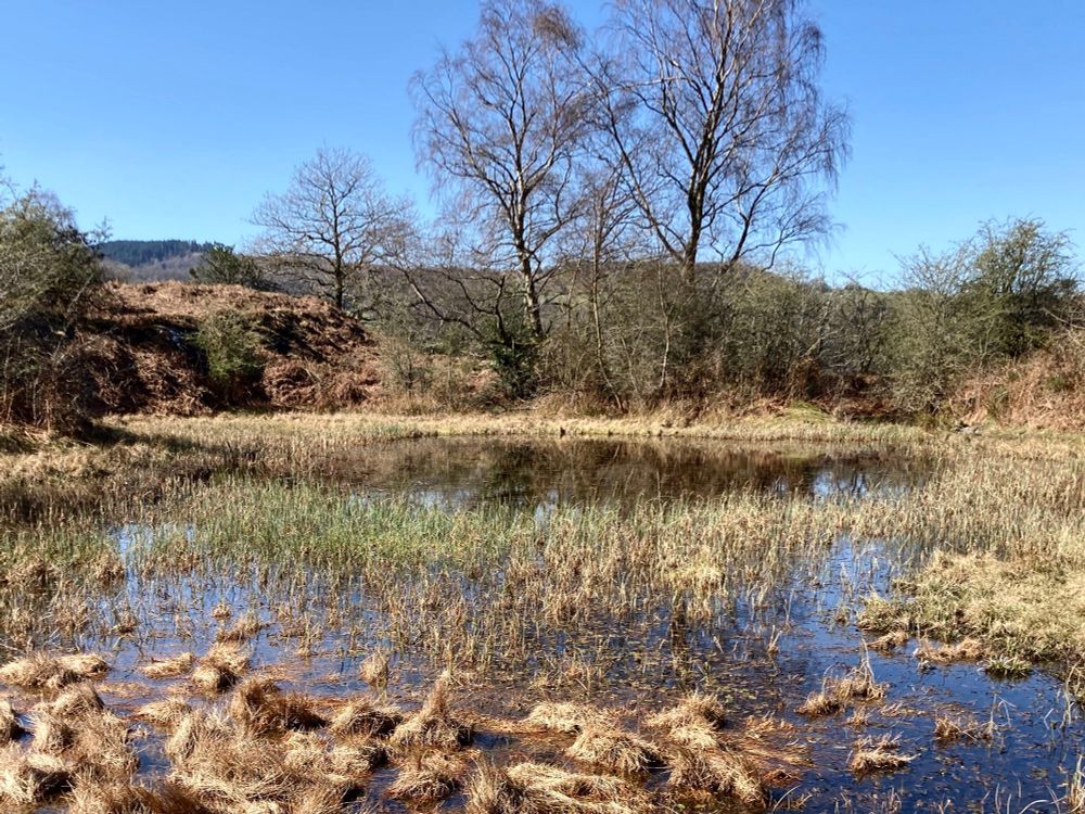 Picture of the main pond at Barkbooth NR. 