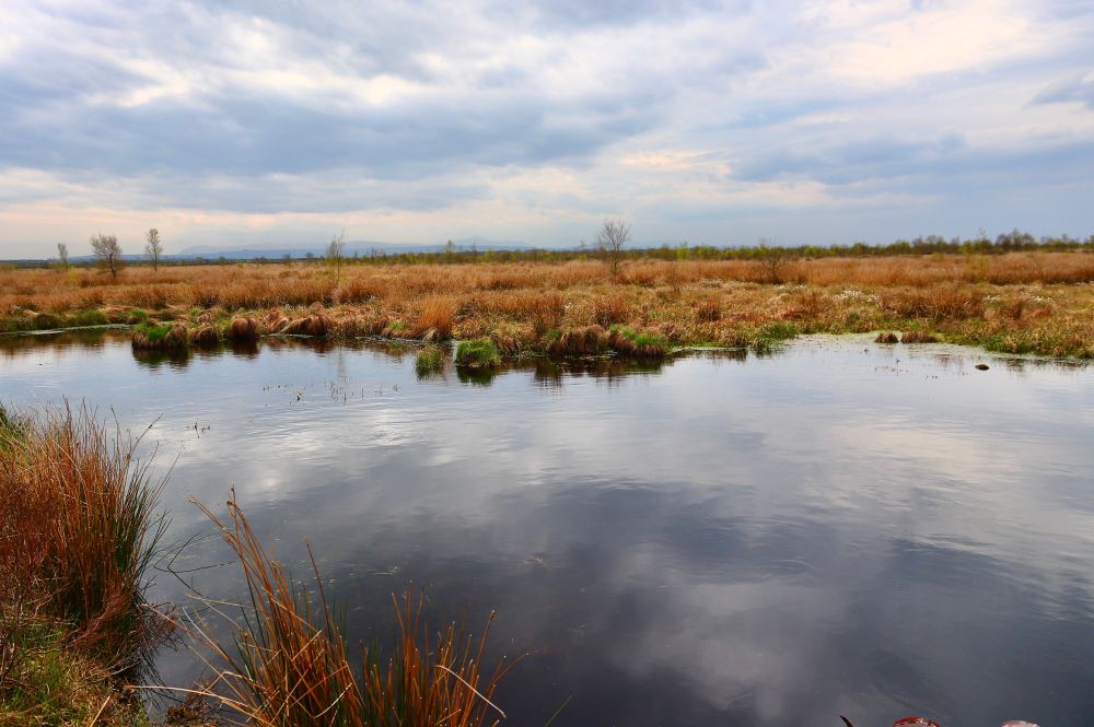 Picture of open water with vegetation behind at Drumburgh Moss.  