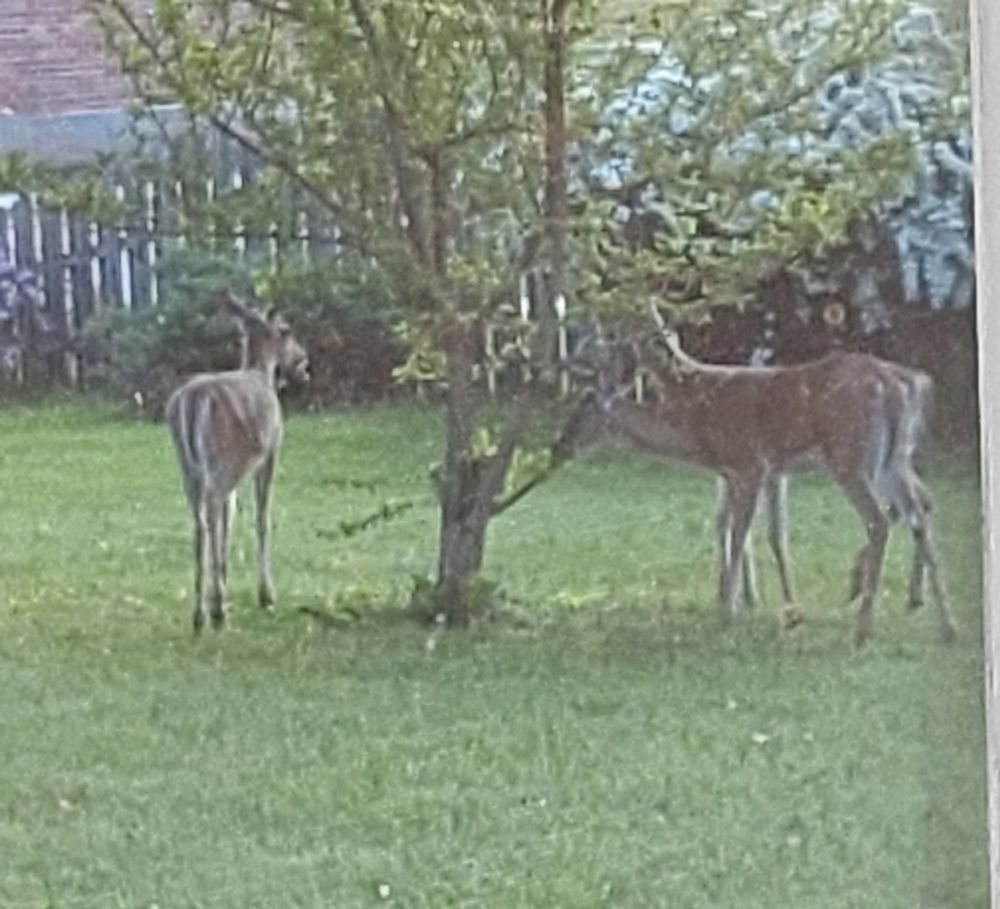 Three young whitetail deer grazing on small mulberry tree in yard