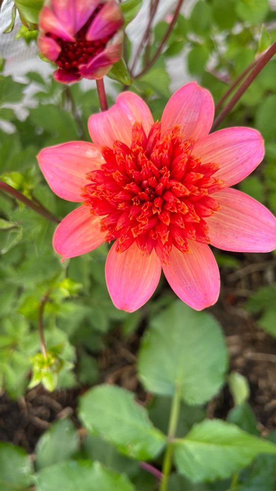 A dahlia bloom. It has pinky-orange outer petals and firey red-orange inner textured area.