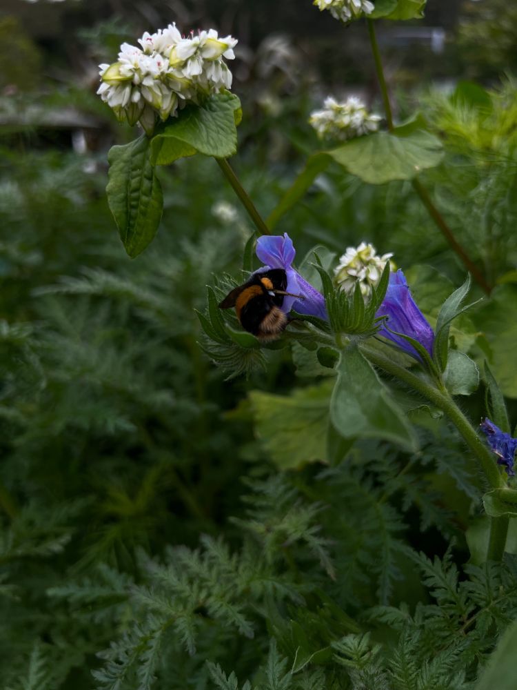 A fuzzy bumble bee buries its head in a blue flower