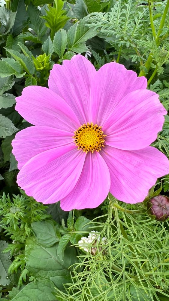 A soft pink cosmos flower against a green background
