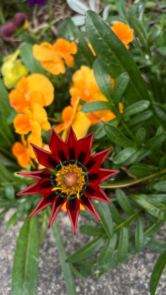 A Ruby red gazania flower just starting to open, in front of orange pansies