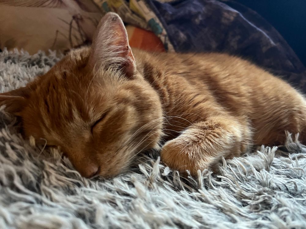 An orange cat snoozing on a fuzzy gray mat