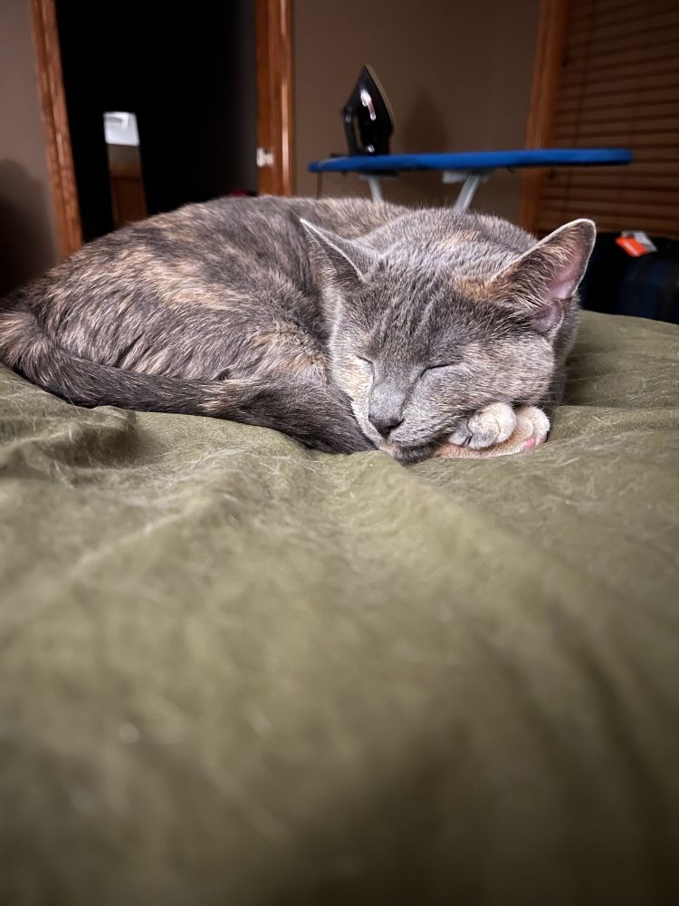 Dilute tortoiseshell cat, sleeping on a green bedspread. She is curled up in a circle and using one rear paw and one front paw as her pillow. 