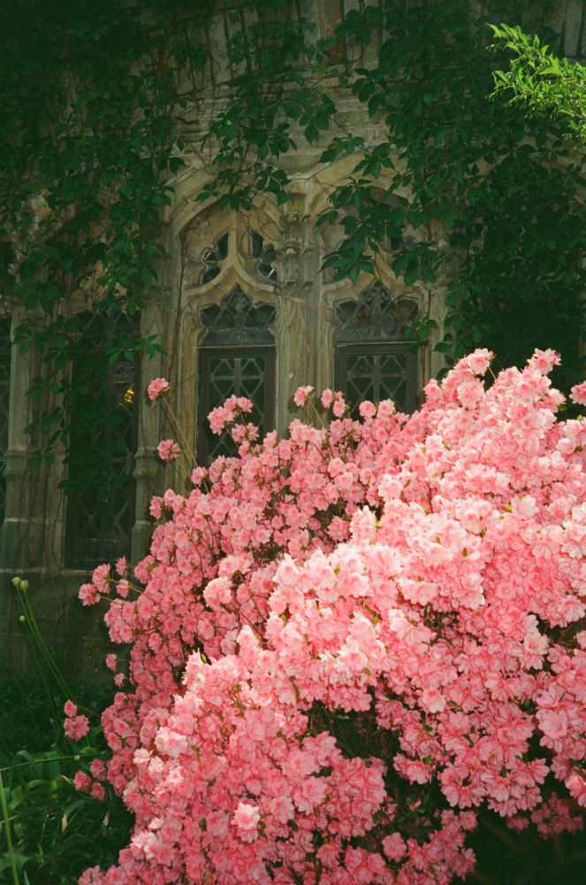 Lower half of the image shows a bush of pink flowers in the sun. Upper half of the image shows a building with ivy growing over church-like lead lined glass windows.