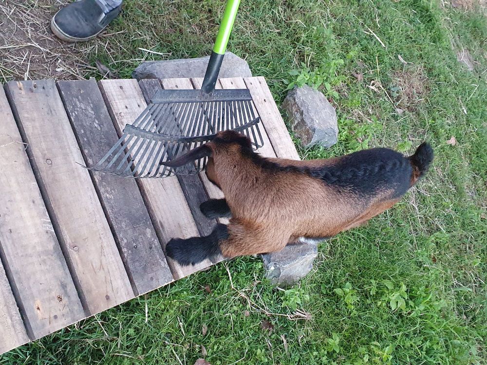 Black and brown baby goat rubbing it's nose on a rake 