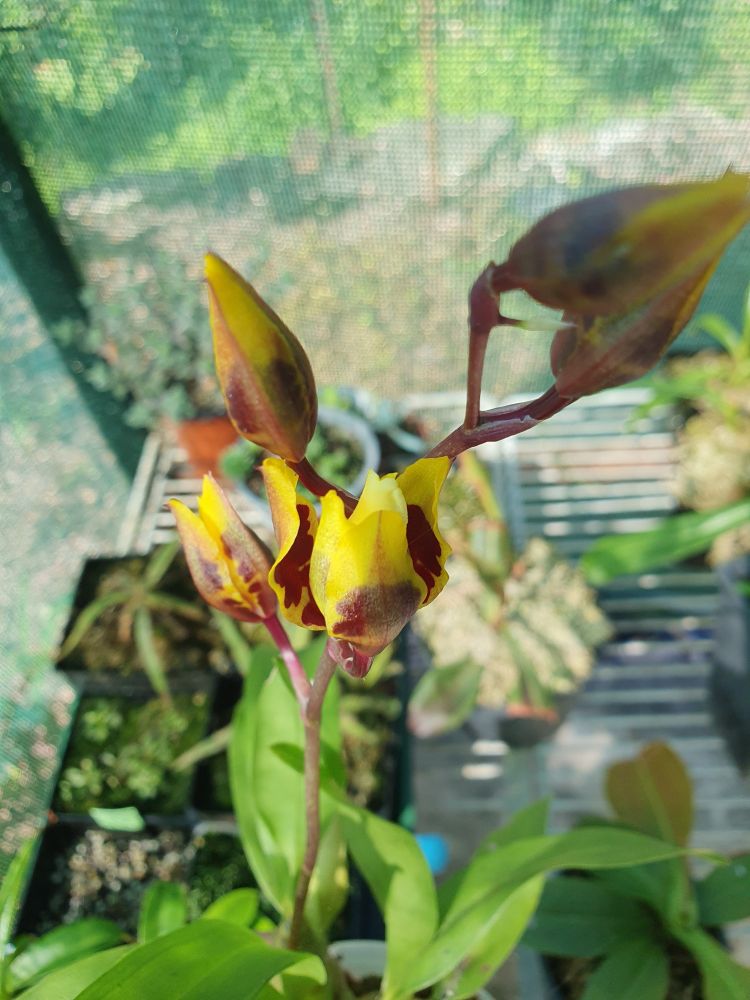 Orchid flower spike with one yellow flower with maroon spots beginning to open 