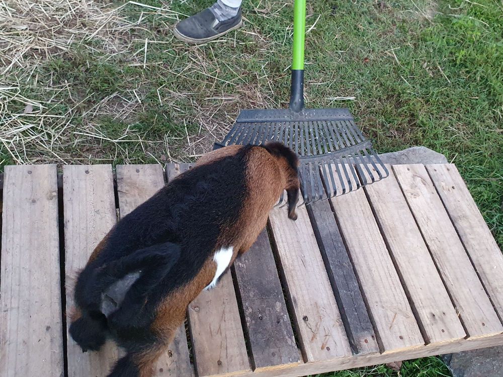 Black and brown baby goat rubbing it's nose on a rake 