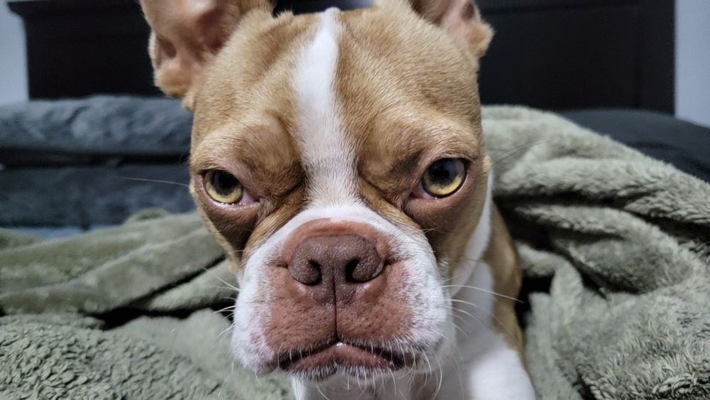 A fawn colored Boston terrier lying on a grey bed swaddled in a fuzzy green blanket.  He bears a stern expression. Is he mad?  Yeah, he's mad--but only at himself for not hiring better quality help.