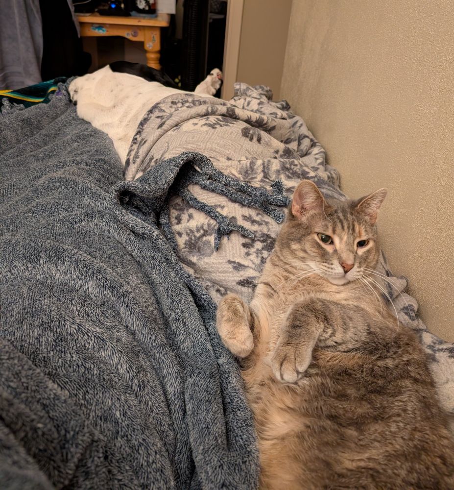 Photo taken of a gray tabby cat, the three AM bed creeper, lounging on top of blankets on a bed. She is leaning back against a hound dog who is tucked in and was invited up onto the bed. The three AM bed creeper looks bewildered about why her picture is being taken. She was not invited onto the bed.
(This is a silly joke, Sybil, the cat, is always invited onto the bed. She's just so quiet I didn't even know she was there until I was getting up and put my hand right on here lol)