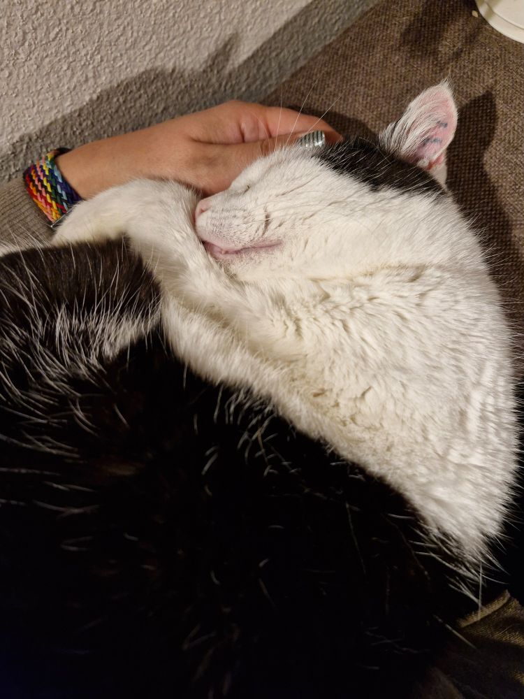 A black and white cat rolled into a circle, snuggling her head into her human's head. She is sleeping