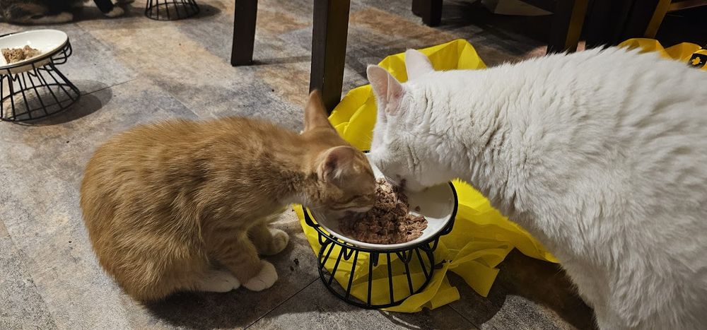 Again, same two. Orange and White <3 3 months and 10 years - a far difference from where they are today!