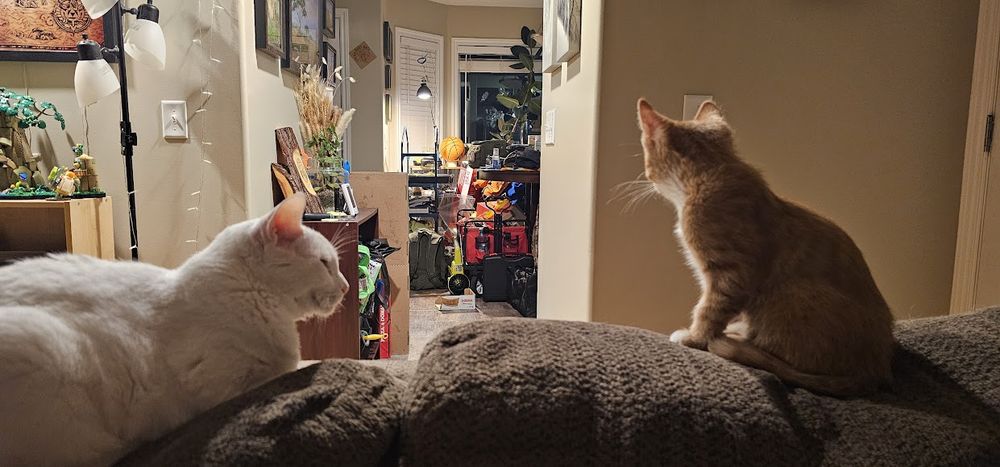The same two cats sit together, but this is back in December, many months ago. Goose is only about 3months old here