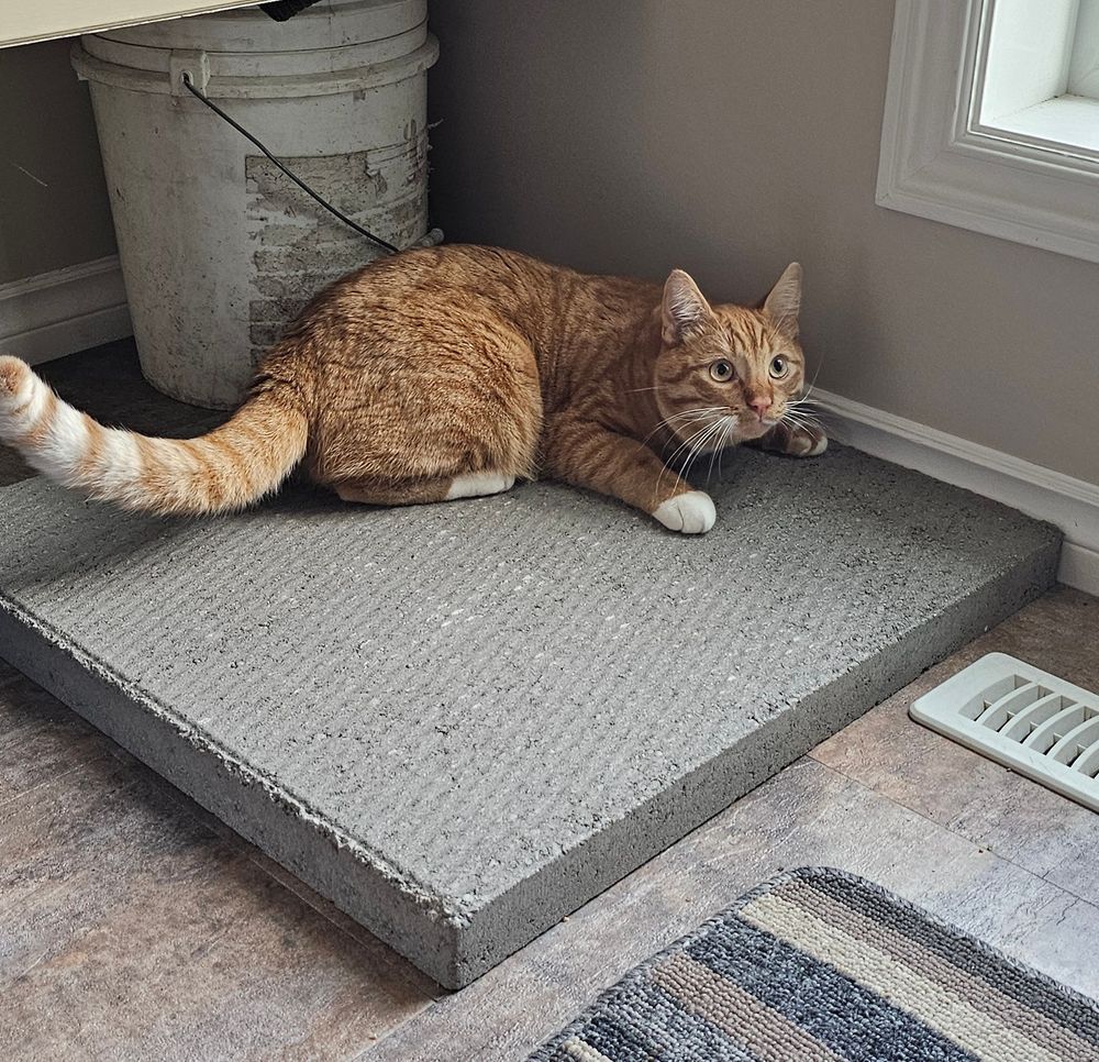 Orange Tabby kitten named goose sits on a concrete slab in our front entry way lol hes in the midst of rolling around because YA CONCRETE!