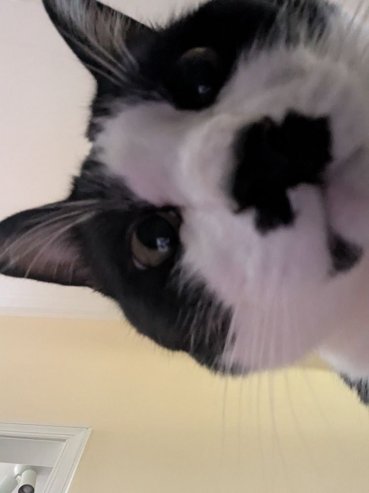 Black and white cat with black nose and mustache looking down at the camera 