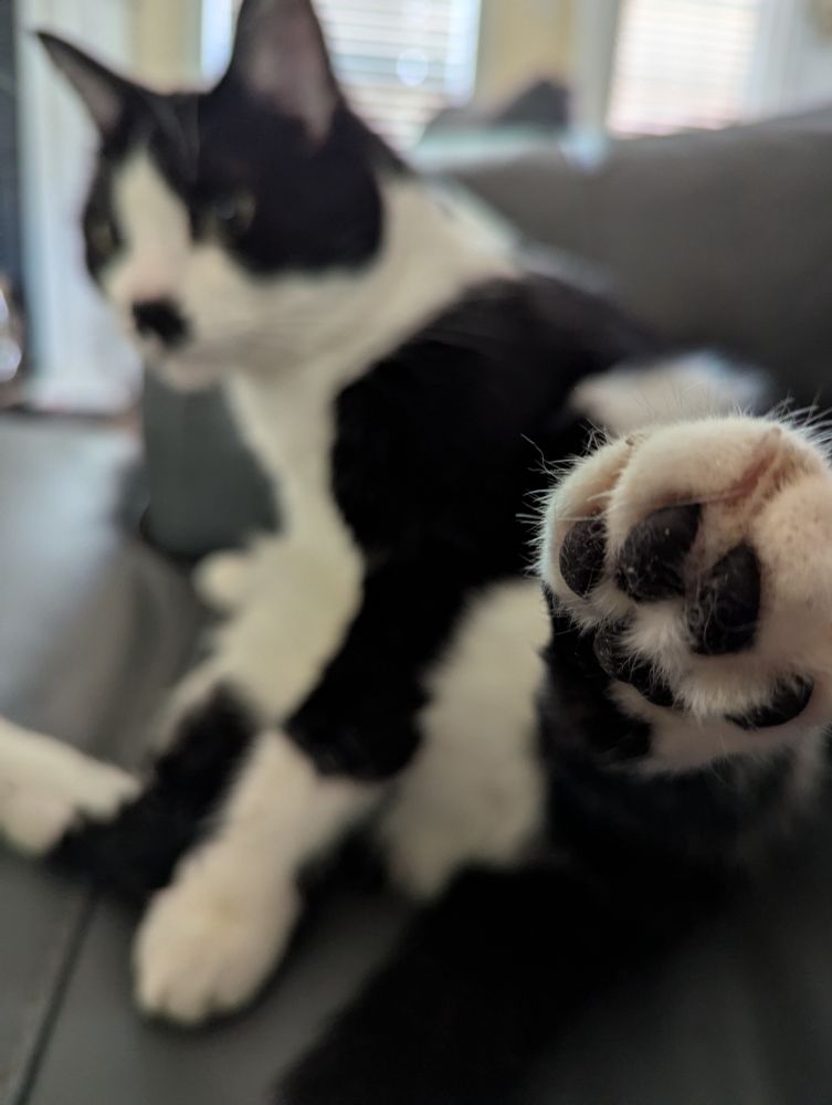 Back paw in focus outstretched toward the camera, black and white cat with black nose and mustache blurry in the background. 