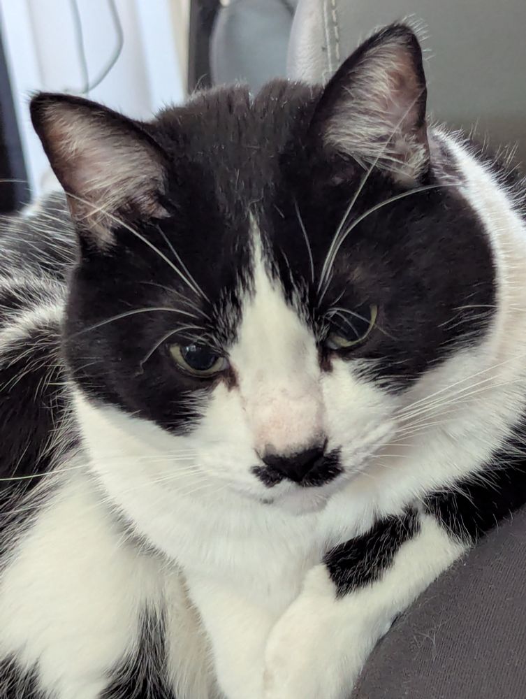 Black and white cat with black nose and mustache snuggles into a gray leg while looking at the camera. 