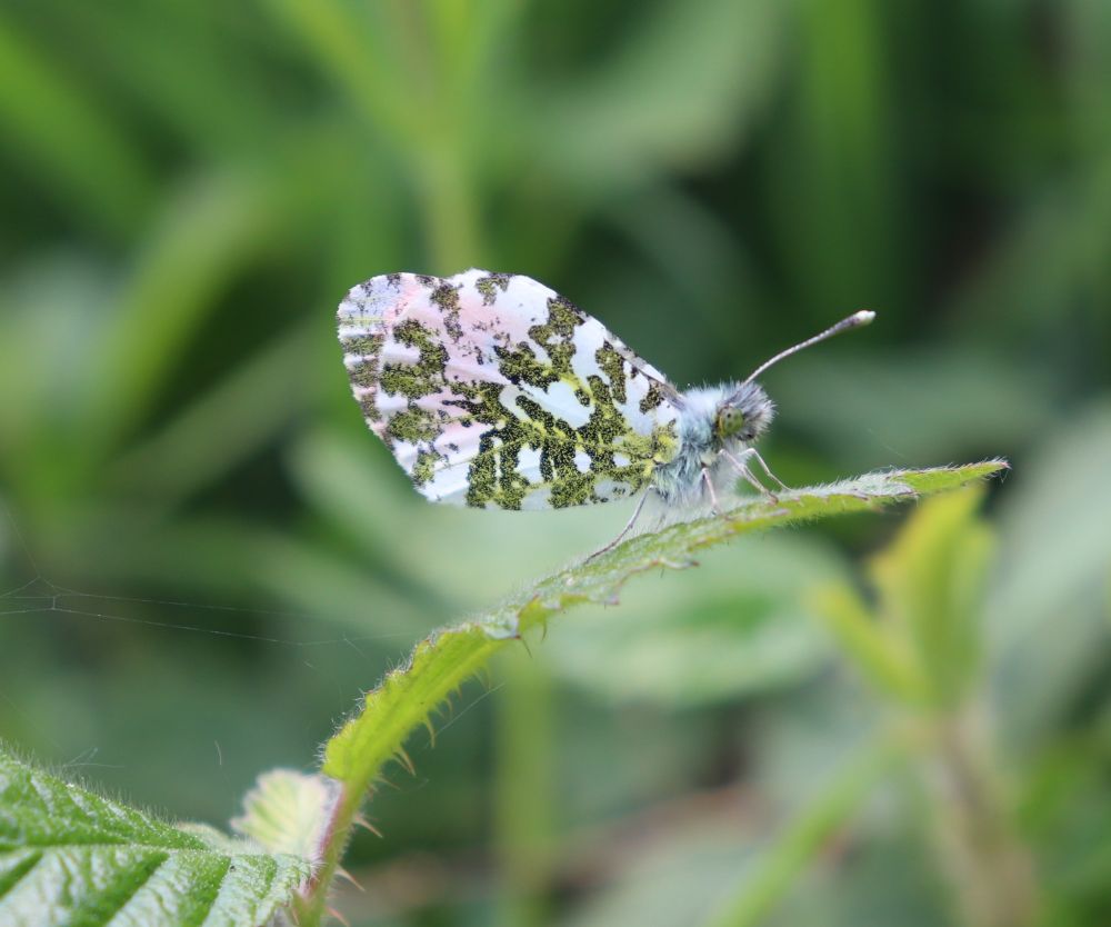 Orange-tip (Anthocharis cardamines) sitting on a leaf with wings closed.  