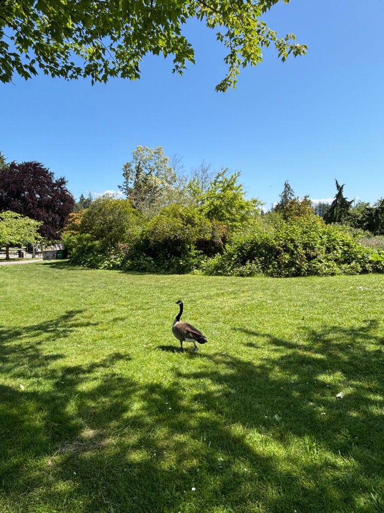 A Canada goose in a field in Stanley Park