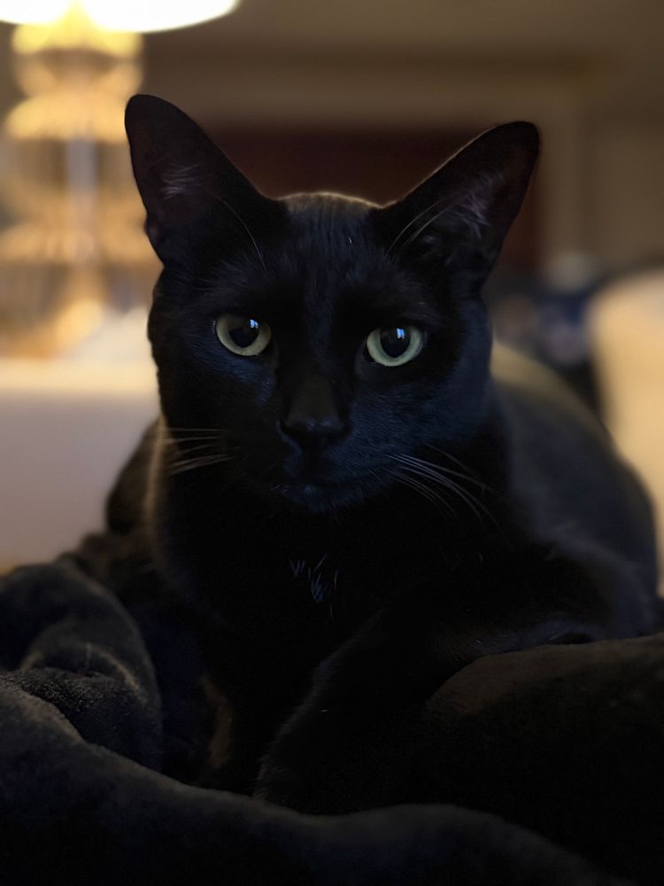 A black cat laying on a black blanket looks at the camera