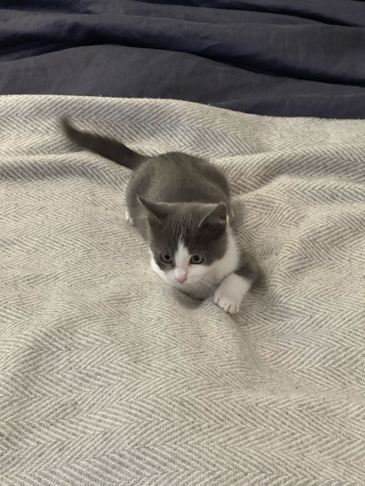 A grey and white kitten on a wool blanket. 
