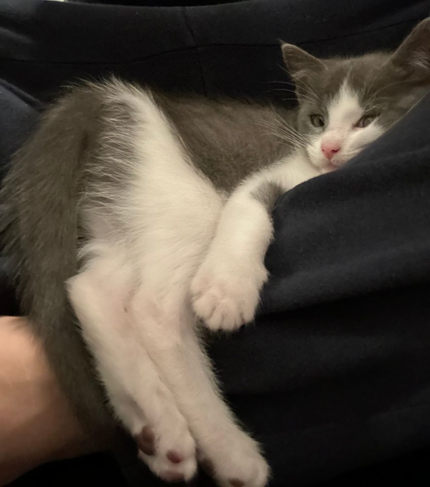 A kitten on my legs