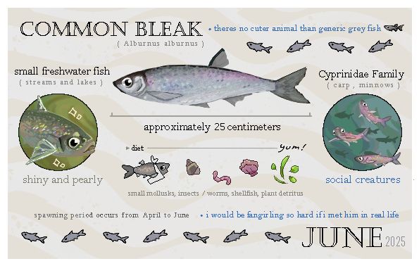 A drawing showcasing many facts about the Common Bleak (Alburnus alburnus) in a calendar picture style. The corner reads JUNE 2025.

The art depictions are mostly realistic, but there are tiny doodles of the fish framing the image. 

There is a quote added from tumblr user autodiscipline, "theres no cuter animal than generic grey fish. i would be fangirling so hard if i met him in real life"

Other Text:
small freshwater fish (streams and lakes)
approximately 25 centimeters
Cyprinidae Family (carp, minnows)
shiny and pearly (with an image of the fish close up, sparkles around it)
social creatures (with an image of a school of the fish)
diet - (yum!) small mollusks, insects / worms, shellfish, plant detritus

A bleak with a bib is depicted under the diet segment, with simple drawings of its food sources.
